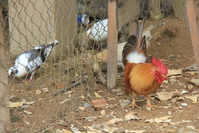 doc dao thuan hoa ga rung: ca dan tha nuoi tu do nhu ga nha hinh anh 3