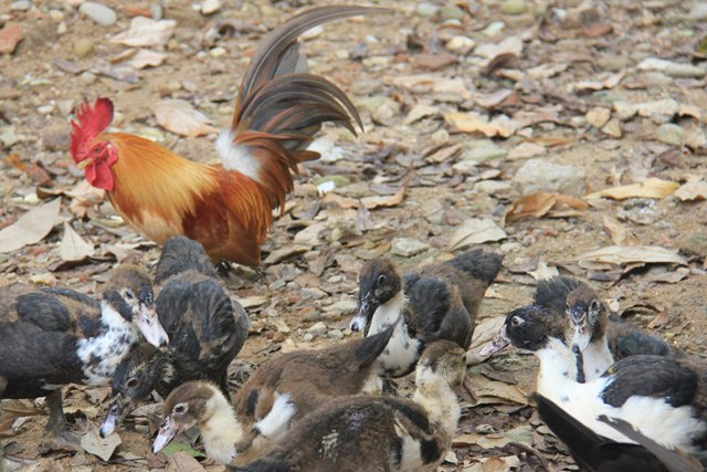 doc dao thuan hoa ga rung: ca dan tha nuoi tu do nhu ga nha hinh anh 4