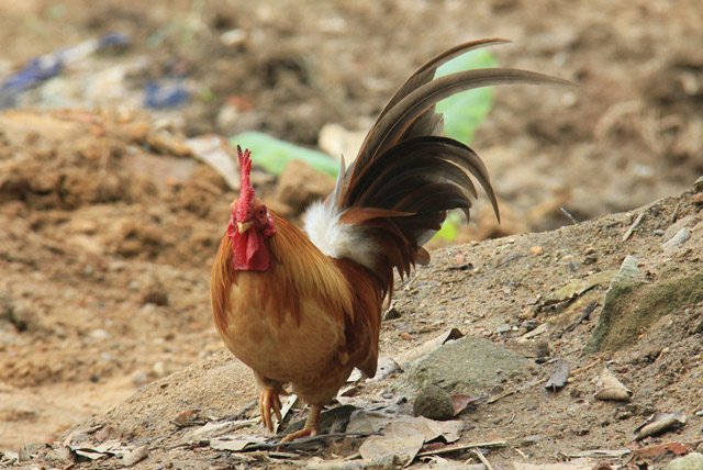 doc dao thuan hoa ga rung: ca dan tha nuoi tu do nhu ga nha hinh anh 5