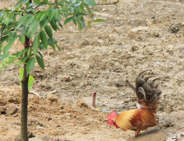 doc dao thuan hoa ga rung: ca dan tha nuoi tu do nhu ga nha hinh anh 6