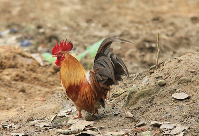 doc dao thuan hoa ga rung: ca dan tha nuoi tu do nhu ga nha hinh anh 7