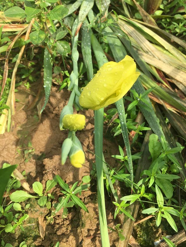 nguoi trong lay on tet "ngoi tren lua" vi thoi tiet that thuong hinh anh 1