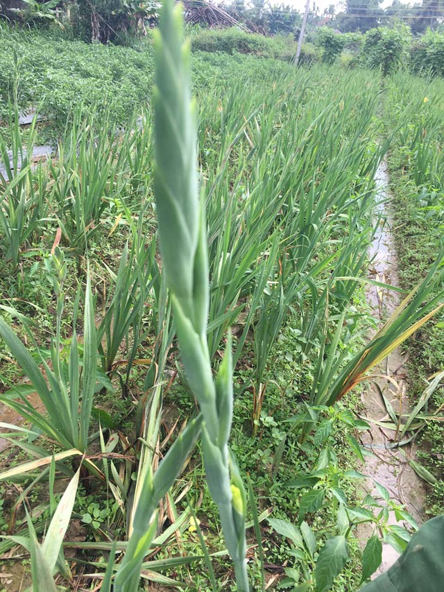 nguoi trong lay on tet "ngoi tren lua" vi thoi tiet that thuong hinh anh 3