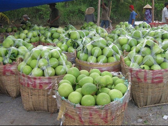 mien tay sot buoi chung tet, thuong lai day gia cao ngat hinh anh 1