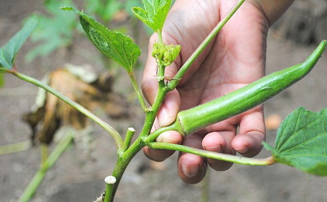 5 buoc cuc de de trong dau bap sai triu qua tai nha hinh anh 18