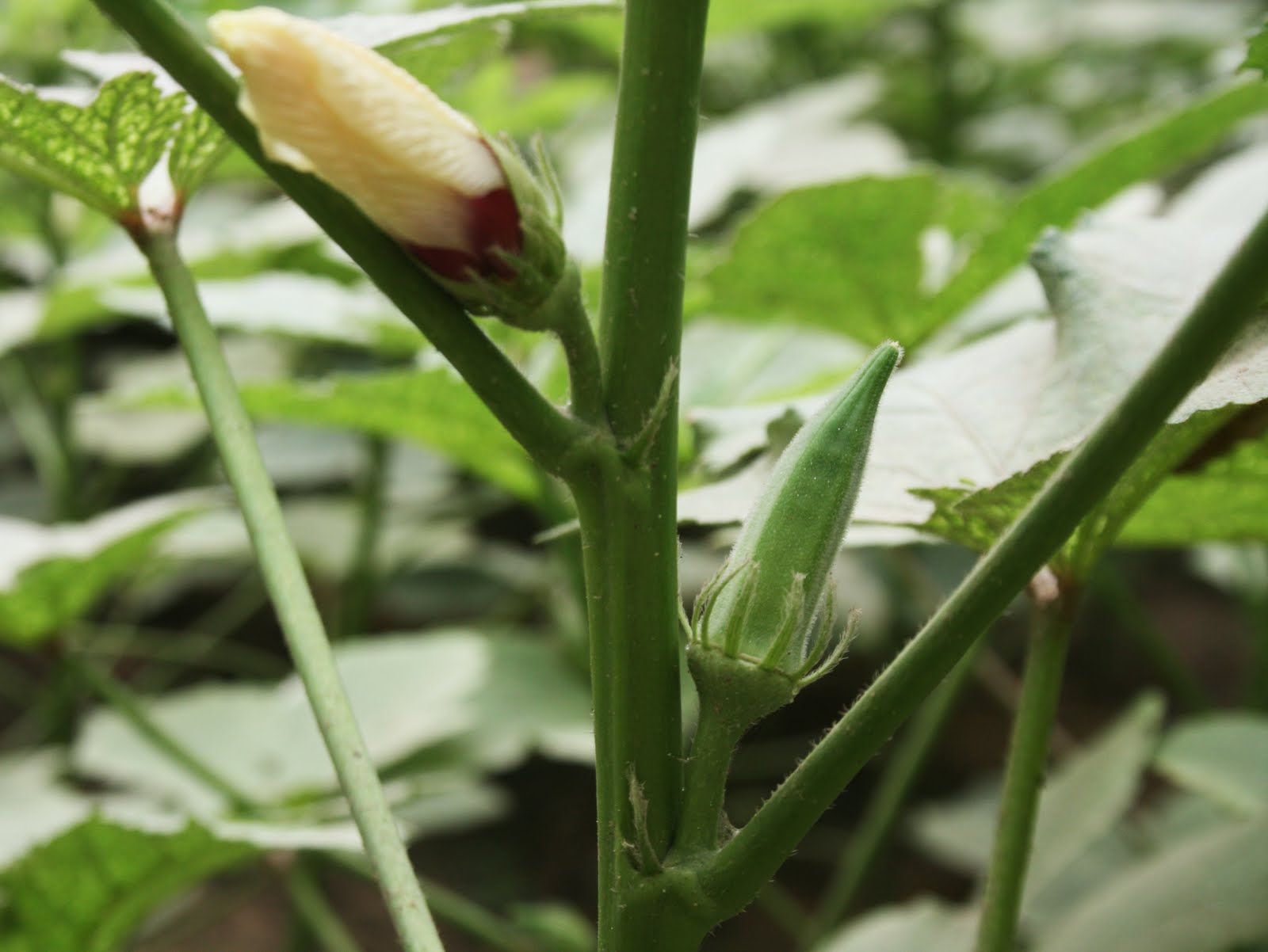 5 buoc cuc de de trong dau bap sai triu qua tai nha hinh anh 14