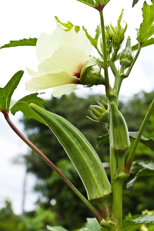 5 buoc cuc de de trong dau bap sai triu qua tai nha hinh anh 3