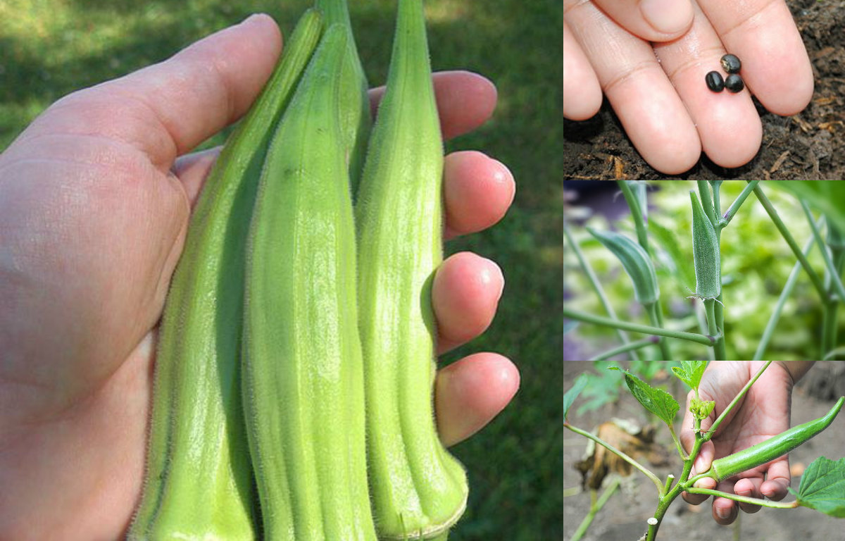 5 buoc cuc de de trong dau bap sai triu qua tai nha hinh anh 1