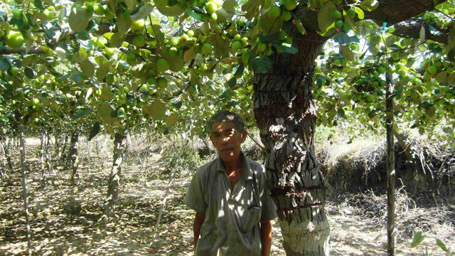 bi quyet trong tao sai triu qua cua nong dan ninh thuan hinh anh 1