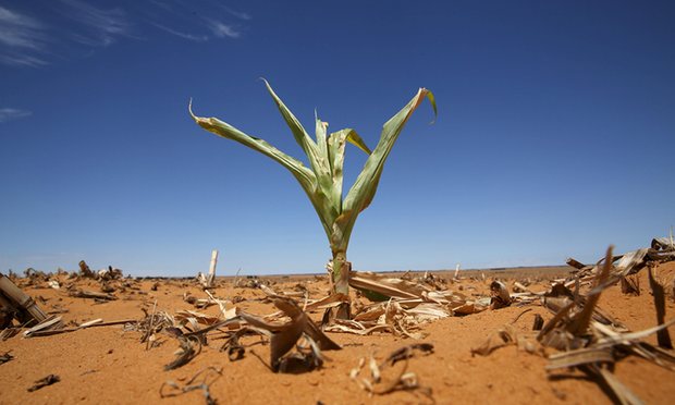 Liên Hợp Quốc cảnh báo El Nino gây khủng hoảng lương thực toàn thế giới - 1