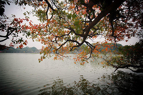Hồ Gươm đẹp mơ màng mùa lộc vừng thay lá - 11
