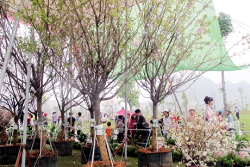 Lễ hội Hoa Anh Đào 2016 được tổ chức ở Quảng Ninh vào tháng 3 2