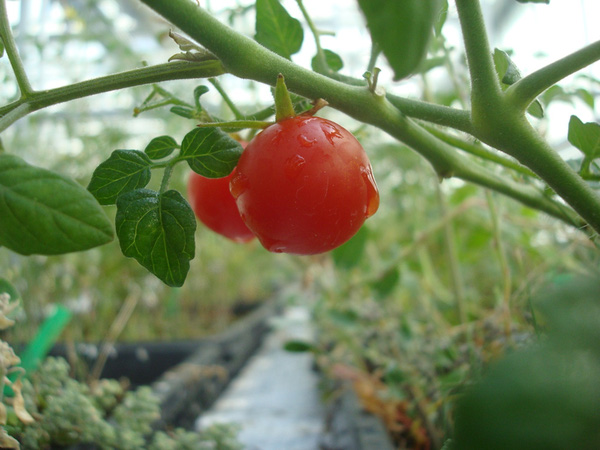 Tiết lộ các loại rau củ quả sẽ được trồng trên sao Hỏa - Ảnh 2.