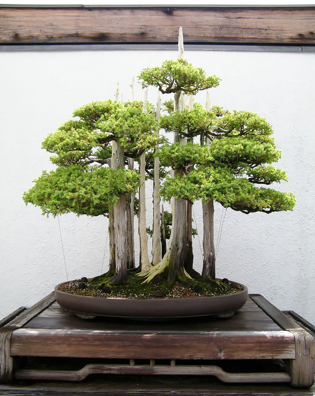 Bộ sưu tập những kiệt tác bonsai đẹp nhất thế giới - Ảnh 6.