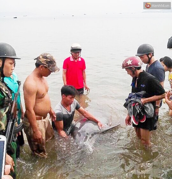 Hàng trăm người dân Đà Nẵng xem cá heo 200kg bơi nhiều giờ sát bờ biển - Ảnh 2.