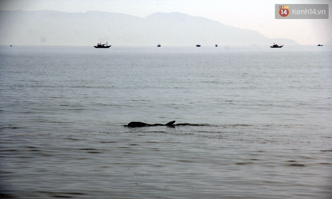 Hàng trăm người dân Đà Nẵng xem cá heo 200kg bơi nhiều giờ sát bờ biển - Ảnh 1.