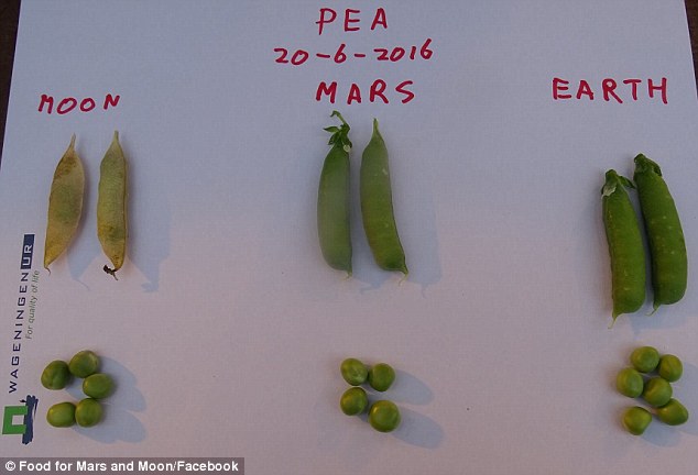 Tin vui: Con người hoàn toàn có thể ăn rau trồng trên sao Hỏa - Ảnh 2.