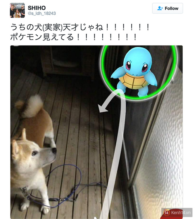 Truyền thuyết ở Nhật kể rằng thú cưng cũng có thể nhìn thấy cả Pokémon - Ảnh 1.