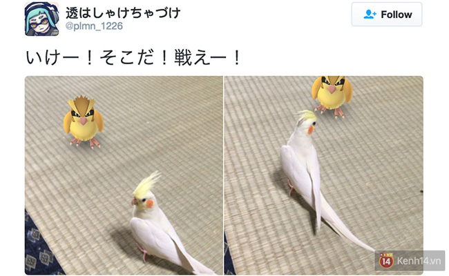 Truyền thuyết ở Nhật kể rằng thú cưng cũng có thể nhìn thấy cả Pokémon - Ảnh 7.