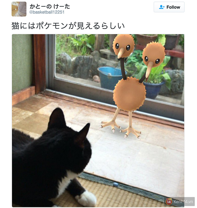 Truyền thuyết ở Nhật kể rằng thú cưng cũng có thể nhìn thấy cả Pokémon - Ảnh 8.