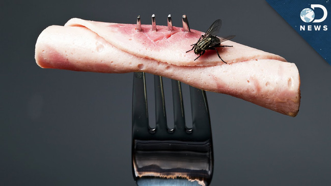 Chuyện khủng khiếp gì sẽ xảy ra khi ruồi đậu lên miếng thịt của bạn? - Ảnh 1.