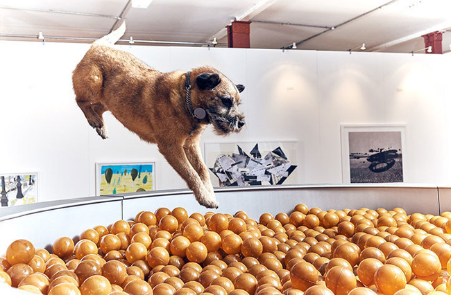 Ghé thăm triển lãm nghệ thuật dành cho chó đầu tiên trên thế giới - Ảnh 2.