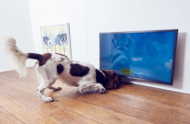 Ghé thăm triển lãm nghệ thuật dành cho chó đầu tiên trên thế giới - Ảnh 7.