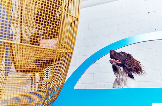 Ghé thăm triển lãm nghệ thuật dành cho chó đầu tiên trên thế giới - Ảnh 8.