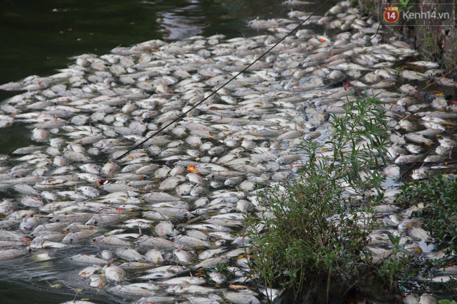 Hơn 1 tấn cá chết bất thường nổi trắng hồ trong công viên ở Đà Nẵng - Ảnh 1.
