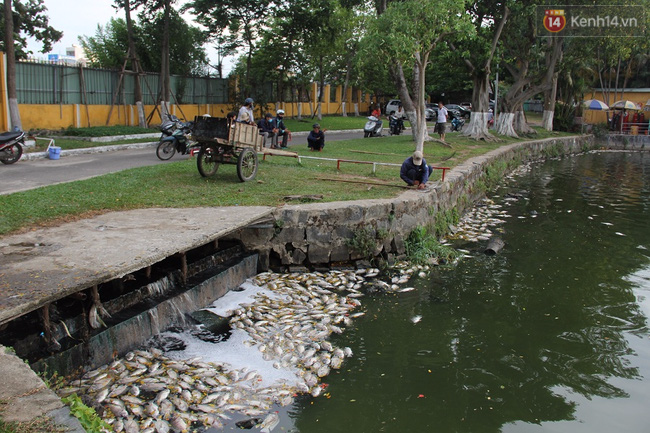 Hơn 1 tấn cá chết bất thường nổi trắng hồ trong công viên ở Đà Nẵng - Ảnh 3.