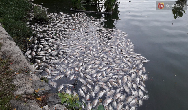 Hơn 1 tấn cá chết bất thường nổi trắng hồ trong công viên ở Đà Nẵng - Ảnh 4.