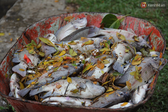 Hơn 1 tấn cá chết bất thường nổi trắng hồ trong công viên ở Đà Nẵng - Ảnh 8.