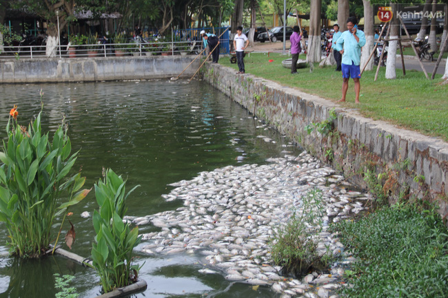 Hơn 1 tấn cá chết bất thường nổi trắng hồ trong công viên ở Đà Nẵng - Ảnh 5.