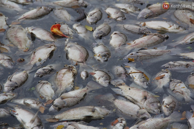 Hơn 1 tấn cá chết bất thường nổi trắng hồ trong công viên ở Đà Nẵng - Ảnh 2.