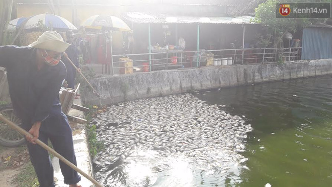 Hơn 1 tấn cá chết bất thường nổi trắng hồ trong công viên ở Đà Nẵng - Ảnh 6.