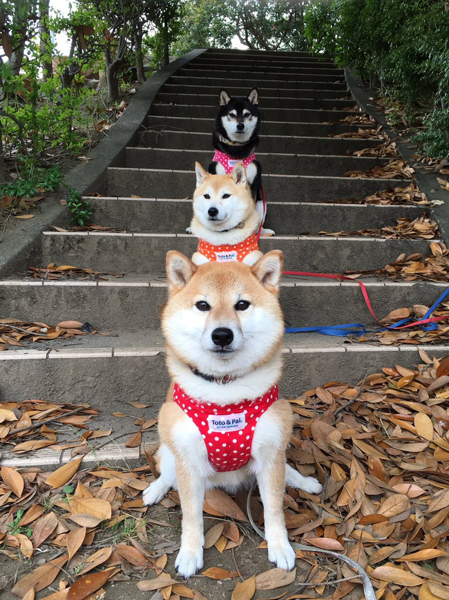 Quên hết mệt mỏi khi ngắm hình ảnh 3 anh em nhà cún Shiba Inu đi đâu cũng có nhau - Ảnh 29.