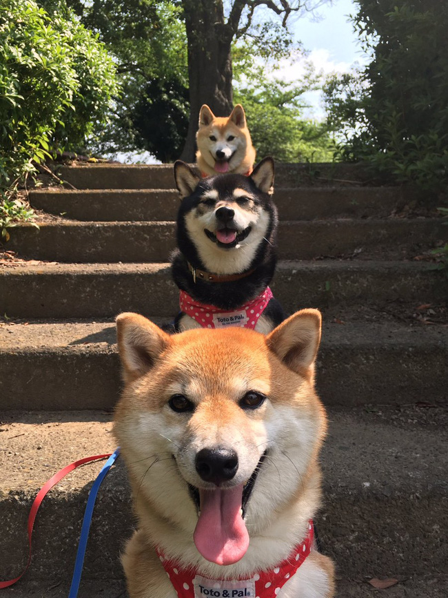 Quên hết mệt mỏi khi ngắm hình ảnh 3 anh em nhà cún Shiba Inu đi đâu cũng có nhau - Ảnh 28.