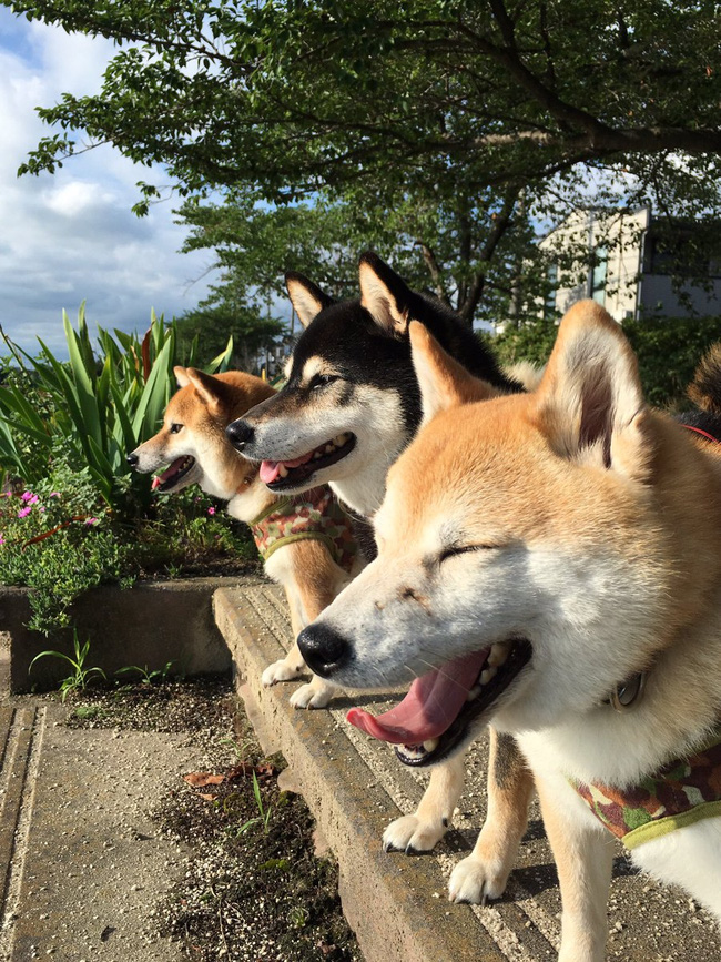 Quên hết mệt mỏi khi ngắm hình ảnh 3 anh em nhà cún Shiba Inu đi đâu cũng có nhau - Ảnh 27.