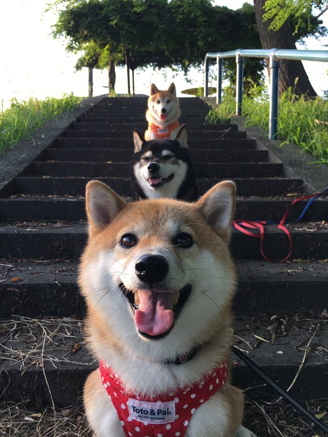 Quên hết mệt mỏi khi ngắm hình ảnh 3 anh em nhà cún Shiba Inu đi đâu cũng có nhau - Ảnh 23.