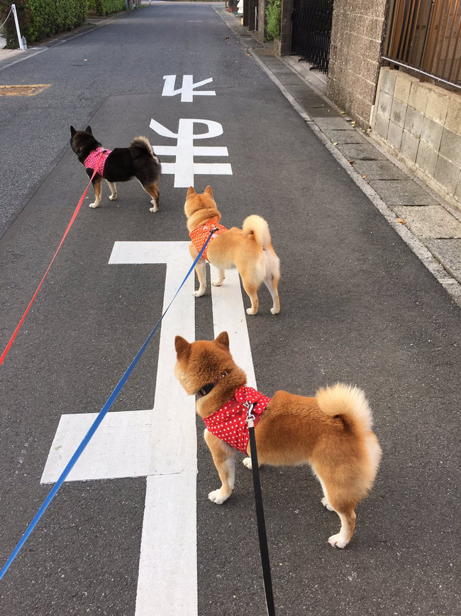 Quên hết mệt mỏi khi ngắm hình ảnh 3 anh em nhà cún Shiba Inu đi đâu cũng có nhau - Ảnh 12.