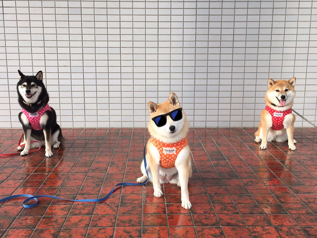 Quên hết mệt mỏi khi ngắm hình ảnh 3 anh em nhà cún Shiba Inu đi đâu cũng có nhau - Ảnh 7.