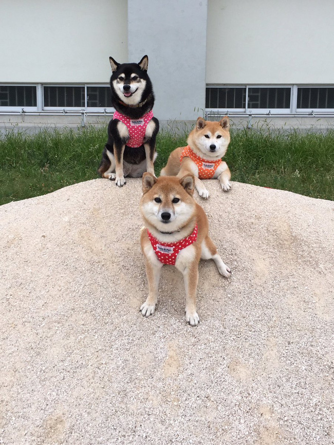 Quên hết mệt mỏi khi ngắm hình ảnh 3 anh em nhà cún Shiba Inu đi đâu cũng có nhau - Ảnh 11.