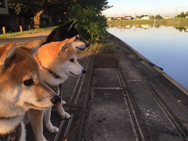 Quên hết mệt mỏi khi ngắm hình ảnh 3 anh em nhà cún Shiba Inu đi đâu cũng có nhau - Ảnh 3.