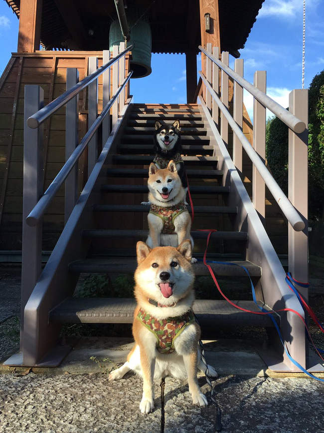Quên hết mệt mỏi khi ngắm hình ảnh 3 anh em nhà cún Shiba Inu đi đâu cũng có nhau - Ảnh 4.
