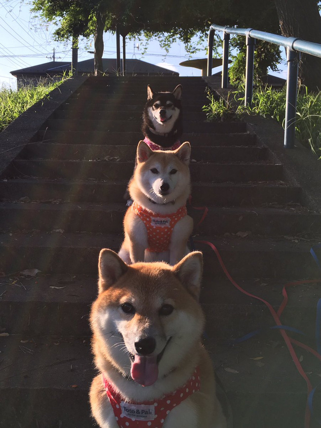 Quên hết mệt mỏi khi ngắm hình ảnh 3 anh em nhà cún Shiba Inu đi đâu cũng có nhau - Ảnh 1.