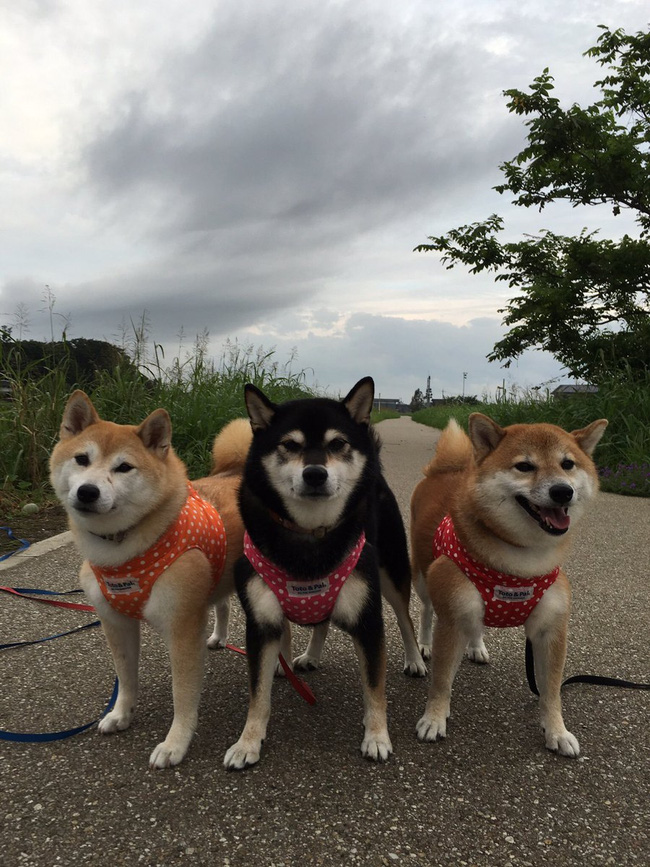 Quên hết mệt mỏi khi ngắm hình ảnh 3 anh em nhà cún Shiba Inu đi đâu cũng có nhau - Ảnh 13.