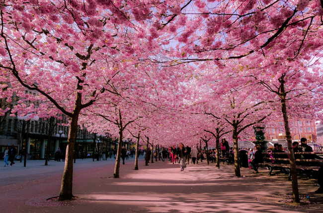 Một góc phố rợp đầy hoa anh đào ở thành phố Stockholm, Thụy Điển khiến nhiều người nghĩ mình đang đứng ở Nhật Bản, xứ sở của loài hoa anh đào.