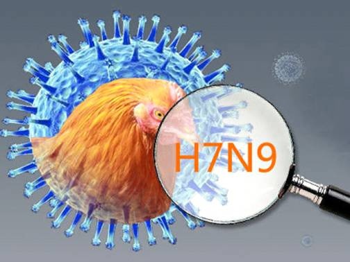 cúm gà H7N9