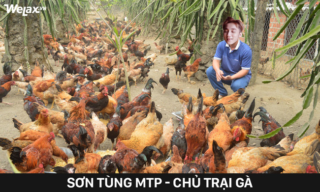 Sơn Tùng về vườn chăn gà, Ngọc Trinh bán túi xách - bộ ảnh chế sẽ khiến bạn cười không nhặt được mồm - Ảnh 1.