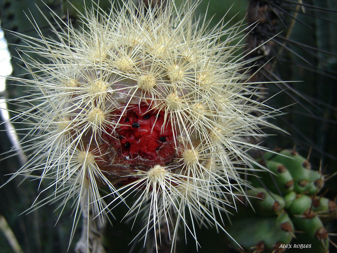 Tr&#242;n xoe mắt kinh ngạc với loại thanh long 7 sắc cầu vồng ở Mexico - Ảnh 4.